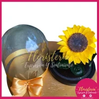 Cúpula Girasol Preservada P1