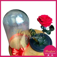 Cúpula Grande de Rosa Preservada P4