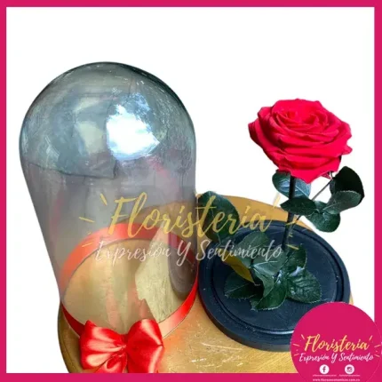 Cúpula Grande de Rosa Preservada P4